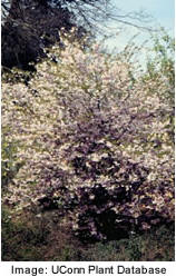 Okame Cherry
