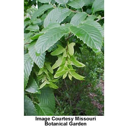 Buy The American Hornbeam tree
