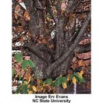 american_hornbeam_3.jpg