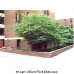 american_hornbeam_5.jpg