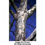american_sycamore_2.jpg