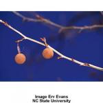 american_sycamore_3.jpg