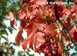 Autumn Blaze Red Maple leaf detail