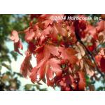autumn_blaze_2.jpg