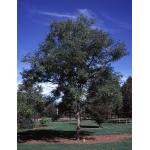 Imperial-Honeylocust.jpg