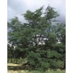 ImperialHoneylocust_big.jpg
