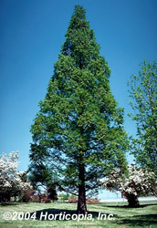 Dawn Redwood tree - Metasequoia glyptostroboides