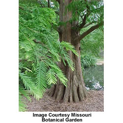 3 Dawn Redwood tree - Metasequoia glyptostroboides