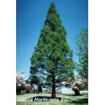 dawn_redwood_1.jpg