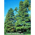 dawn_redwood_3.jpg