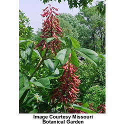 Dwarf Red Buckeye Tree - Aesculus pavia