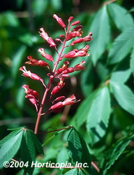 Dwarf Red Buckeye Tree - Aesculus pavia