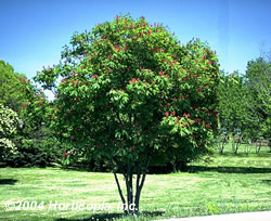 Dwarf Red Buckeye Tree - Aesculus pavia