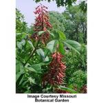 dwarf_red_buckeye_1.jpg