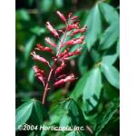 dwarf_red_buckeye_2.jpg