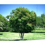 dwarf_red_buckeye_3.jpg