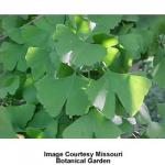ginkgo_biloba_1.jpg