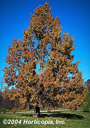 Gobbler Sawtooth Oak spring color
