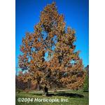 Gobbler_Sawtooth_Oak_New_1.jpg
