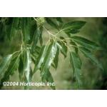 Gobbler_Sawtooth_Oak_New_3.jpg