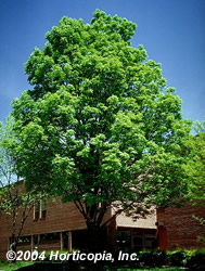 green ash tree in summer color
