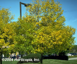 young green ash tree