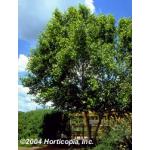 birch_heritage_1.jpg