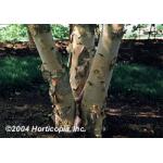 birch_heritage_4.jpg