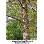 heritage_birch_1.jpg