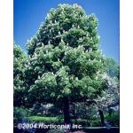 aesculus_hippocastanum_1.jpg