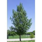 hybrid_poplar_1.jpg