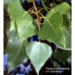 hybrid_poplar_2.jpg