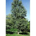 hybrid_poplar_3.jpg