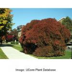 japanese_red_maple_2.jpg
