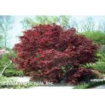 japanese_red_maple_3.jpg