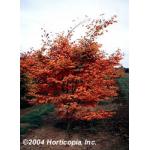 japanese_red_maple_4.jpg