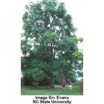 kentucky_coffee_tree_3.jpg
