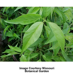 chickasaw_plum_1.jpeg