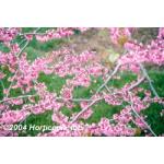 Red_Bud_New_4.jpg