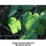 eastern_redbud_1.jpg