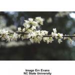 eastern_whitebud_4.jpg