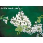 whitebud_2.jpg