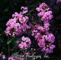 CrapeMyrtle_Pink_big.jpg