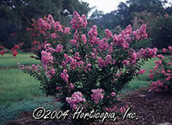 CrapeMyrtle_Purple_big.jpg