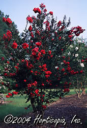 CrapeMyrtle_Red_big.jpg