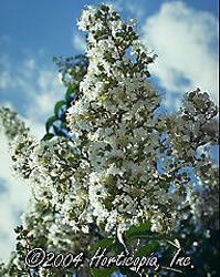 CrapeMyrtle_White_big.jpg