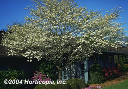 White_Flowering_Dogwood_New_1.jpg