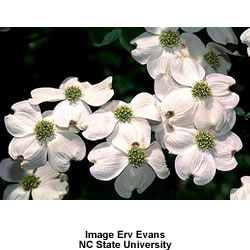 white_flowering_dogwood_2.jpg