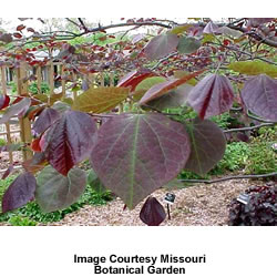 forest pansy redbud tree shape