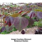 forest_pansy_redbud_1.jpeg